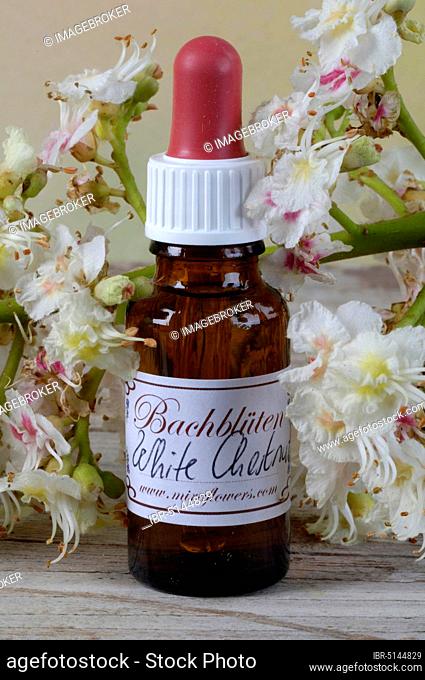 Bottle with Bach Flower Stock Remedy, 'Horse Chestnut' (Aesculus hippocastanum), Bottle with Bach Flower Stock Drops, 'Horse Chestnut', Bach Flowers