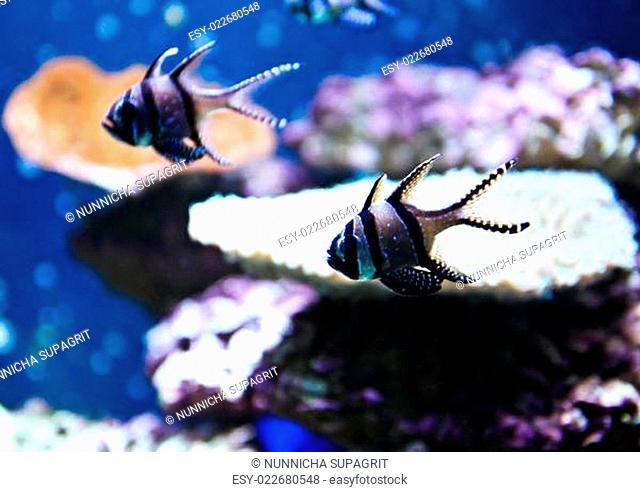 Banggai Cardinalfish in a aquarium (Pterapogon kauderni)