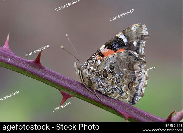 Canary red admiral (Vanessa brush-footed butterfly (Nymphalidae), Other animals, Insects, Butterflies, Animals, Canary Red Admiral adult, underside
