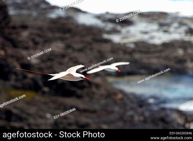Rotschwanz-Tropikvogel (Phaethon rubricauda) im Flug am Kilauea Point auf Kauai, Hawaii, USA. Red-tailed Tropicbird (Phaethon rubricauda) in flight over Kilauea...