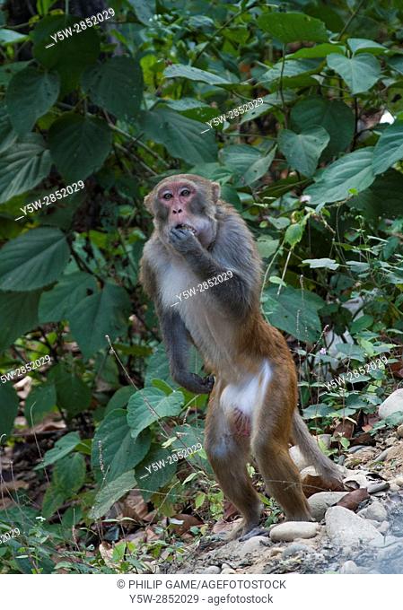 Rhesus monkey at the roadside in Assam, northeast India