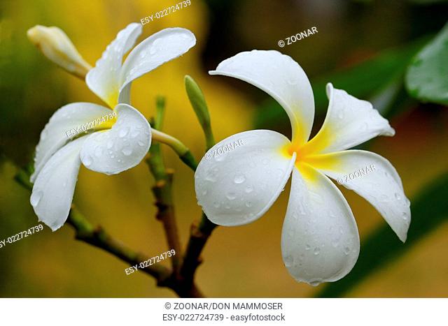 White plumeria flowers on a tree with water drops