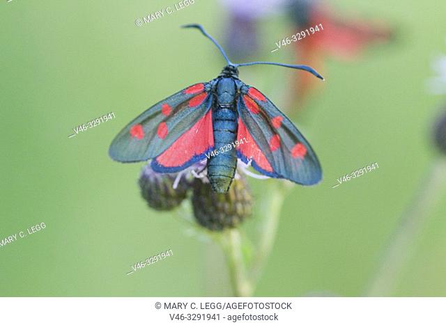 Five-spot Burnet, Zygaena trifolii. Large blackish moth with five red spots similar to Z lonicerae. Found in grasslands Larval Foodplants: Fabaceae including...
