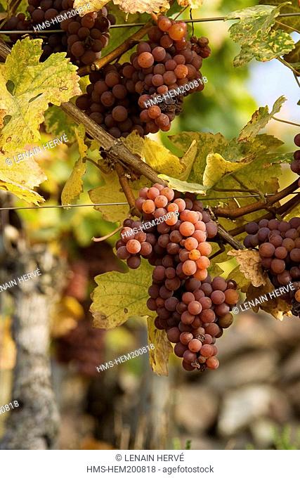 France, Haut Rhin, Alsace Wine Road, Thann, Rangen Grand Cru, Pinot gris wine grape for late harvest