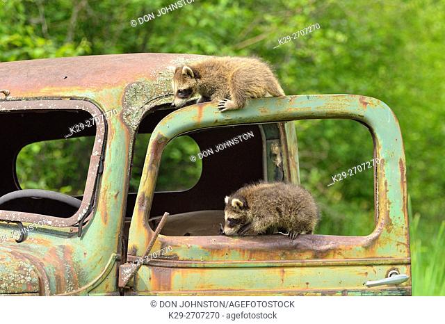Raccoon (Procyon lotor) Babies, captive, Minnesota wildlife Connection, Sandstone, Minnesota, USA