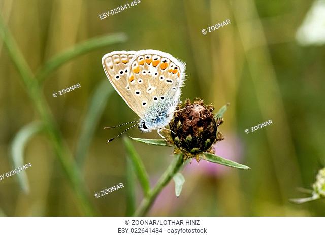 Polyommatus icarus, Common Blue butterfly, Germany