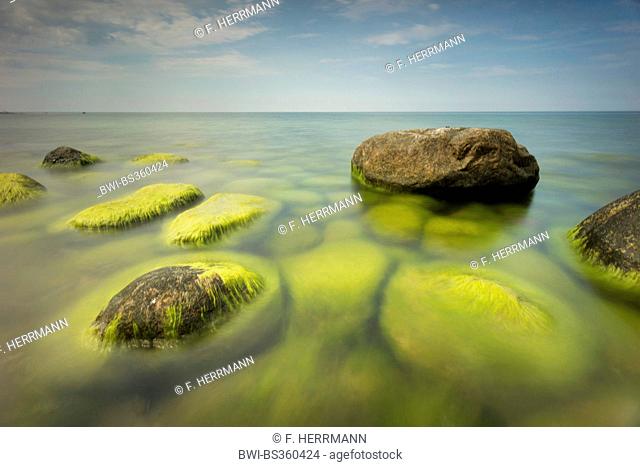 stones covered with algae in the Baltic Sea, Germany, Mecklenburg-Western Pomerania, Baltic Sea, Hiddensee