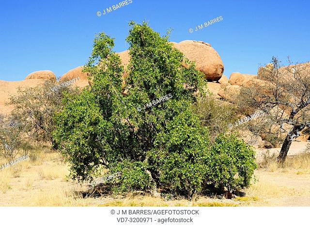 Mustard tree or toothbrush tree (Salvadora persica) is a medicinal shrub or small tree native to Africa and western Asia