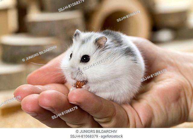 Djungarian Hamster (Phodopus sungorus) in a hand. Germany