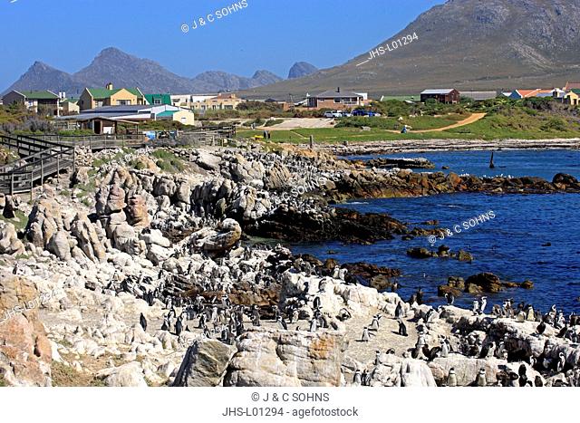 Stony Point, colony of penguins, Betty's Bay, Western Cape, South Africa, Africa
