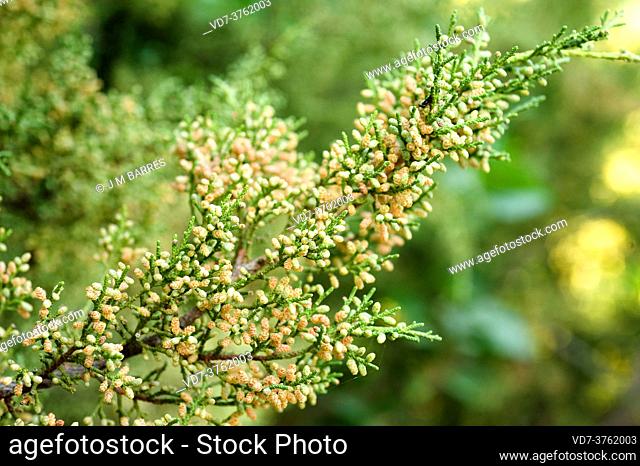 Phoenicean juniper (Juniperus phoenicea) is a coniferous evergreen shrub native to Mediterranean region. Male flowers and leaves detail
