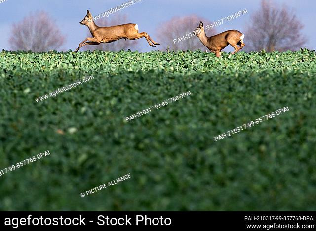 17 March 2021, North Rhine-Westphalia, Stommeln: Deer run across a field near Stommeln. In the coming days the weather in North Rhine-Westphalia will be...