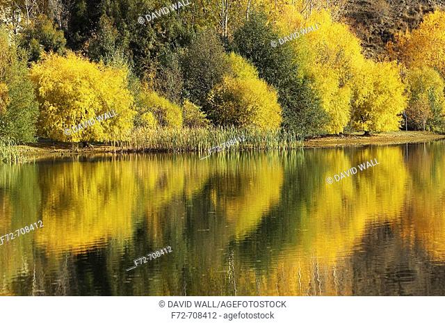 Autumn Reflections in Bannockburn Inlet, Lake Dunstan, Central Otago, South Island, New Zealand