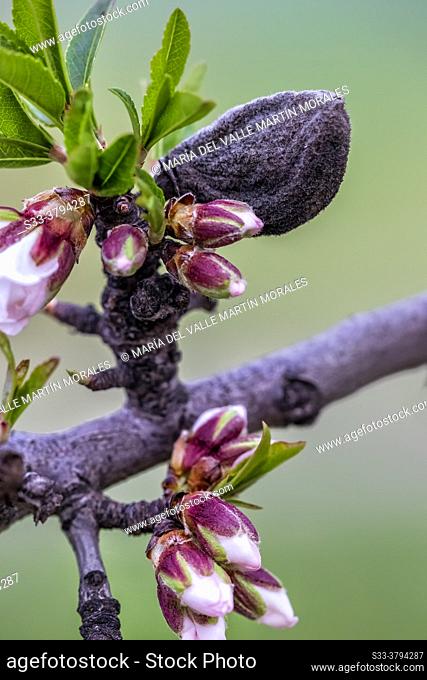 Almond tree's flower and almond