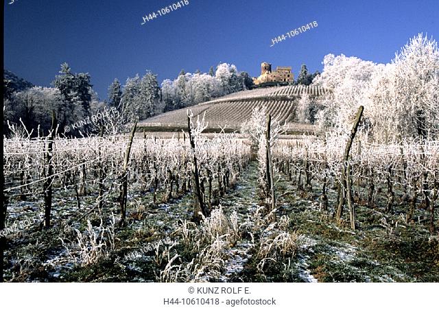 10610418, Alsace, France, Europe, Kientzheim, scenery, hoarfrost, vineyards, castle, winter