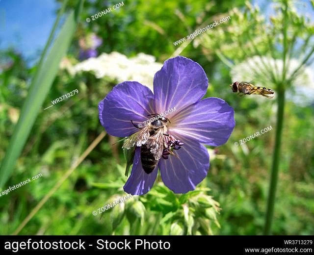 Close-up of a flower of the meadow cranesbill (lat: Geranium pratense) with a bee sitting on it and a flying fly approaching in a shallow depth of field in...