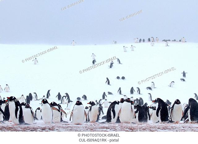 Colony of Gentoo penguins (Pygoscelis papua) on Half Moon Island, Antarctica