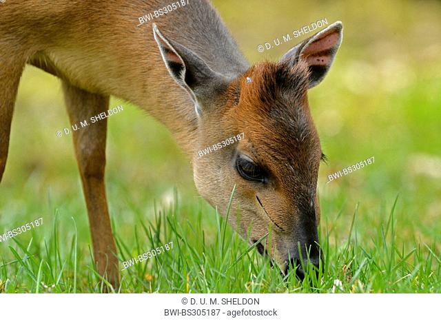 red forest duiker (Cephalophus natalensis), grazing