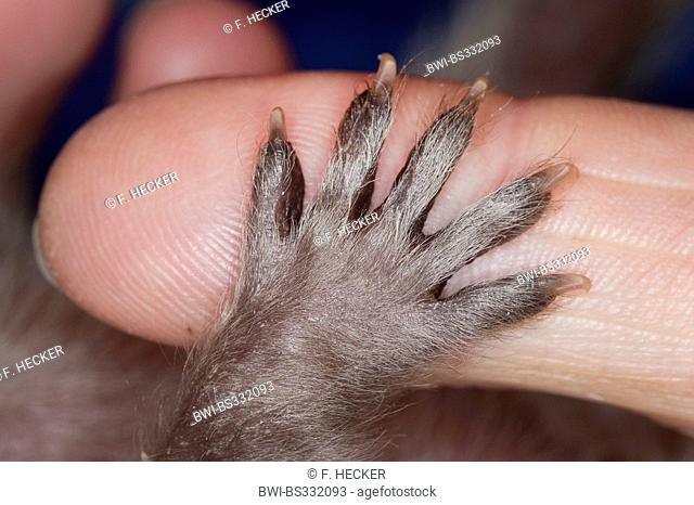 common raccoon (Procyon lotor), paw of an orphaned young animal on a finger, Germany