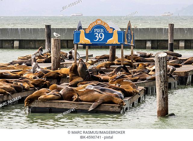California sea lions (Zalophus californianus) on pontoon, dock at Pier 39, San Francisco, California, USA