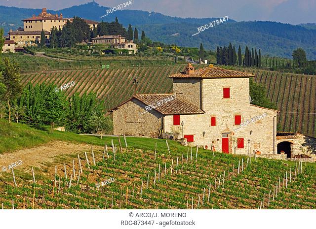 Vineyards, Near Radda in Chianti, Chianti, Tuscany landscape, Siena Province, Tuscany, Italy
