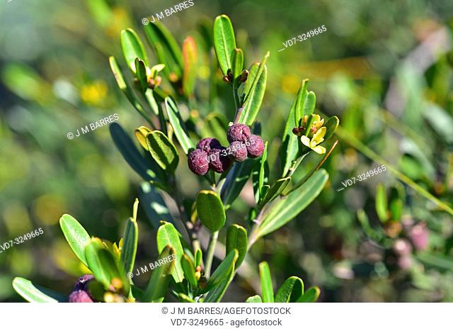 Spurge olive (Cneorum tricoccon or Cneorum tricoccum) is an evergreen shrub native to western Mediterranean Basin. Flowers and fruits detail