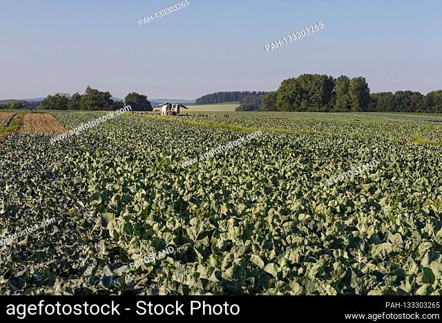 Markendorf, Germany June 23, 2020: Symbolic images - 2020 Cauliflower harvest in a field of the Biewener vegetable farm. Pictured: A field of cauliflower with...