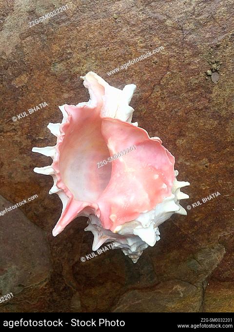 Pink Murex spiky shell on a stone slab. Marine creature. Unadorned. As nature made it