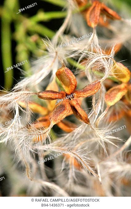 Seeds of Clematis sp. (fam. Ranunculaceae). Osseja, Pyrenees-Orientales, Languedoc-Roussillon, France