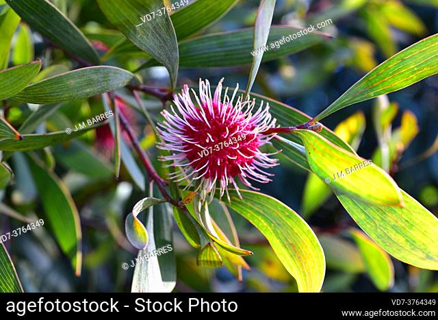 Pin-cushion (Hakea laurina) is a small tree endemic to southern Australia. Flowers and leaves