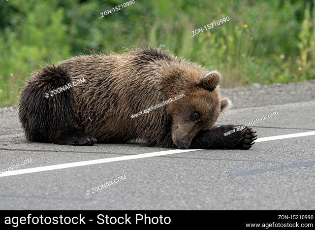 Young wild Kamchatka brown bear lies and sleeping on side of asphalt road. Eurasia, Russian Far East, Kamchatka Peninsula