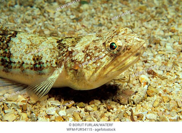 Lizardfish on Sand, Synodus saurus, Medes Islands, Costa Brava, Spain