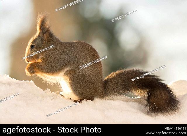 profile and close up of red squirrel standing on snow