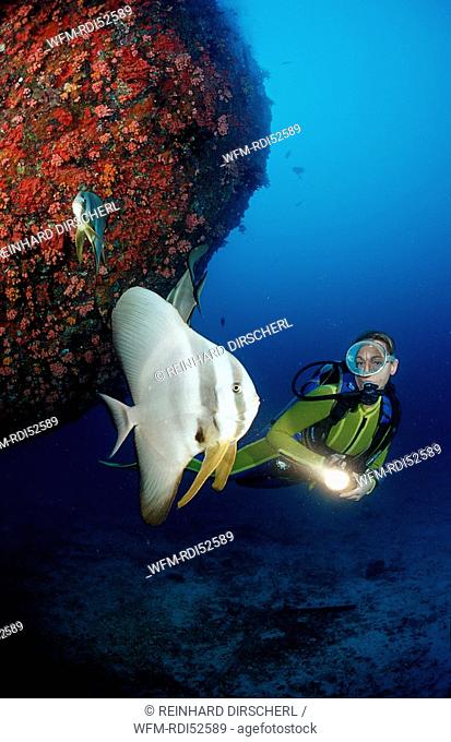 Longfin batfish and scuba diver near ship wreck, Platax teira, Indian ocean Ari Atol Atoll, Maldives Islands