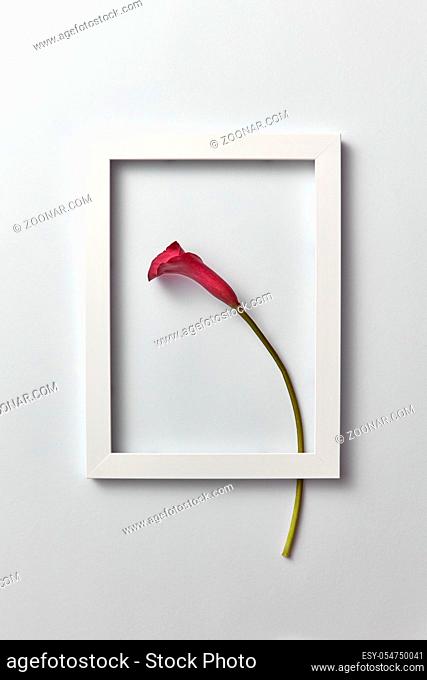 Creative composition with fresh red calla lily flower in a regtangular frame on a light gray background. Greeting card for Mother's Day, place for text