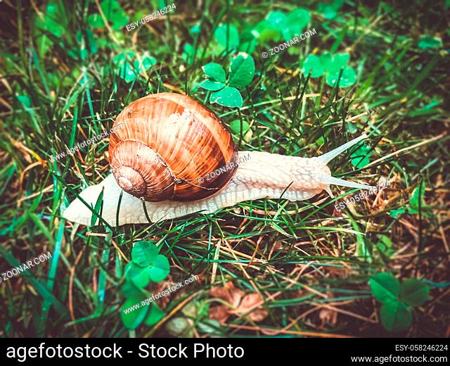 Snail in the grass close-up background. Macro photography