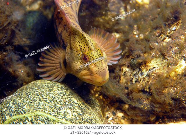 Male freshwater blenny in the river Rizzanese in the south of Corsica. Salaria fluviatilis