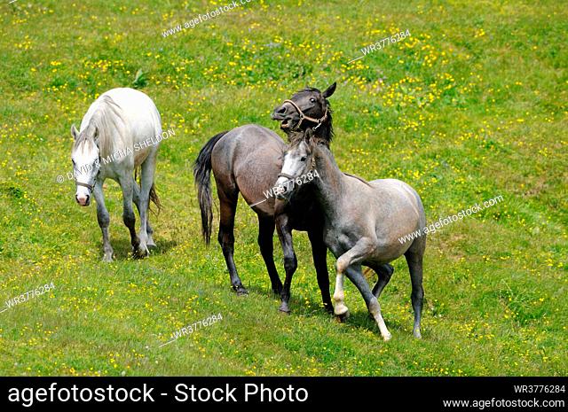 Horses on alpine pasture, Austria