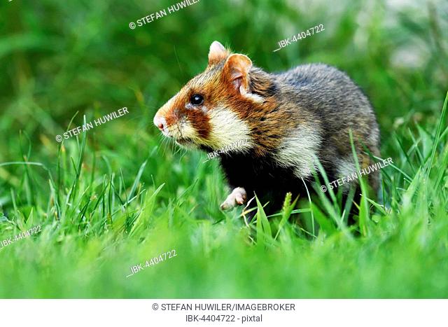 Young European hamster (Cricetus cricetus), sitting upright in a meadow, Austria