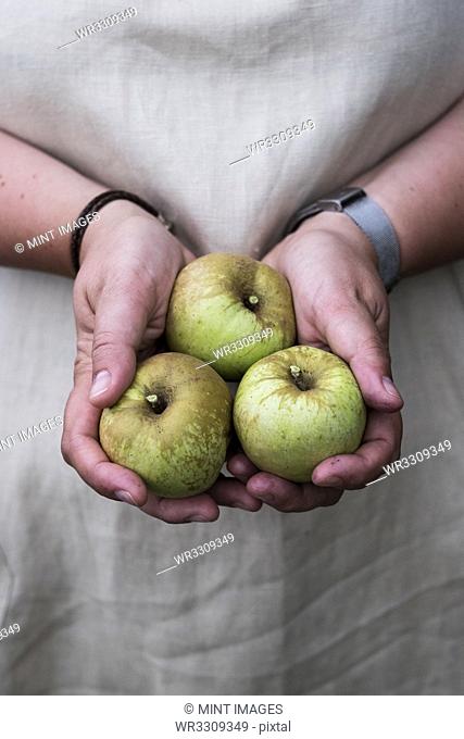 Close up of person holding three green apples