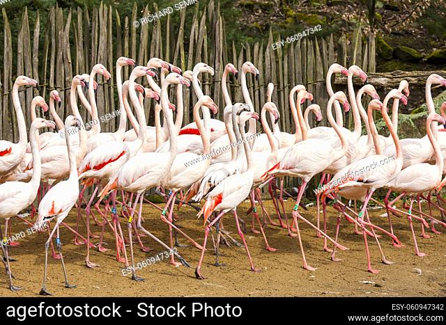 pink flamingos in Jihlava ZOO, Czech Republic