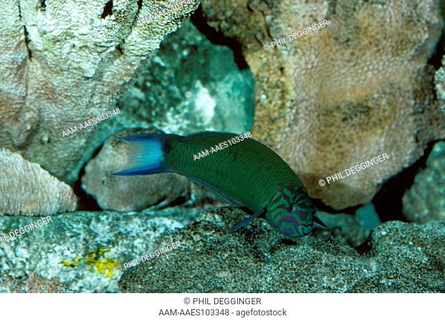 Moon Wrasse (Thalassoma lunare) Great Barrier Reef