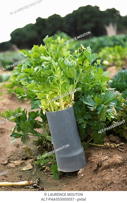 Celery plant in vegetable garden