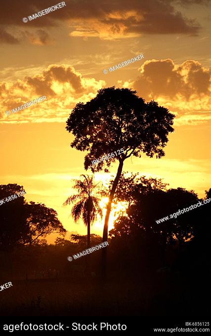 Sunset, Pantanal, Brazil, tree, sun, clouds Sunset, Brazil Sunset, sun, sundown, sundowner, tree, trees, landscape, landscapes, outdoor, outdoors, outside