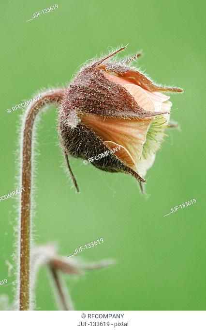 water avens / Geum rivale