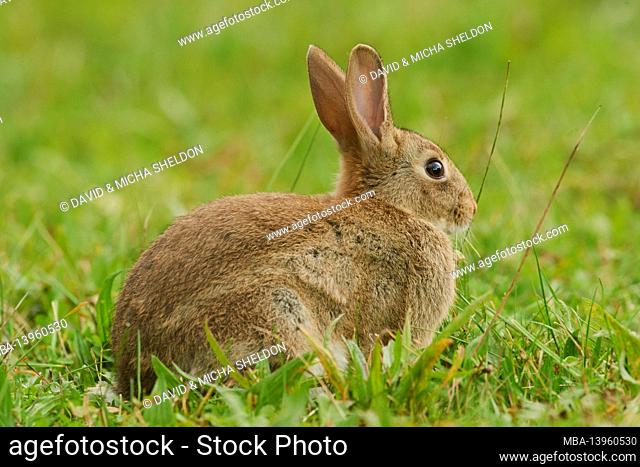 Wild rabbit (Oryctolagus cuniculus), meadow, sideways, sitting