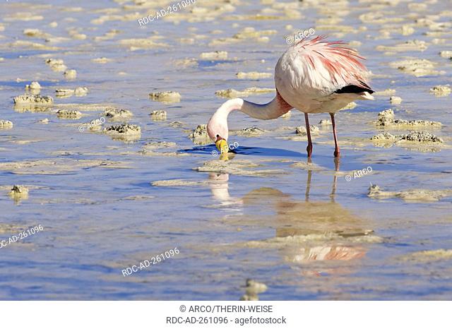 James's Flamingo Laguna Hedionda Potosi Bolivia Phoenicoparrus jamesi