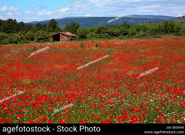 Poppy field near Aras de los Olmos. Alto Turia biosphere reserve. Valencia