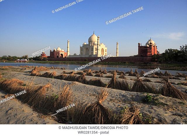 Field of Cucumber at Taj Mahal Seventh Wonders of World on south bank of Yamuna river , Agra , Uttar Pradesh , India UNESCO World Heritage Site