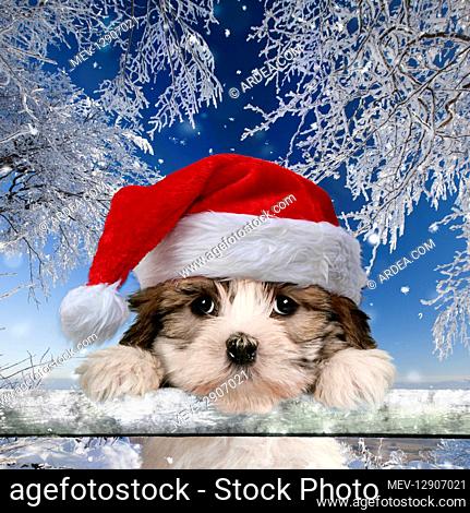 Cross breed Puppy looking over fence wearing Christmas hat in snow